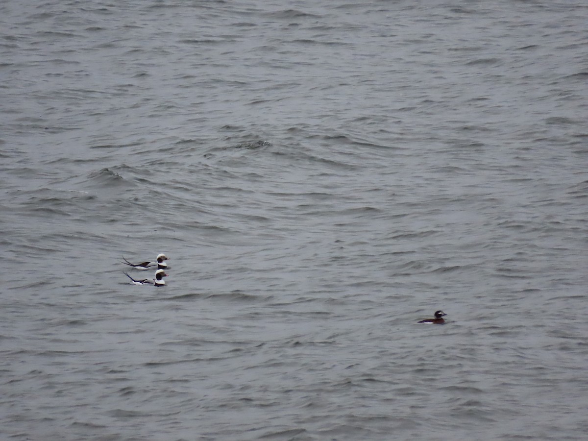 Long-tailed Duck - ML510678281