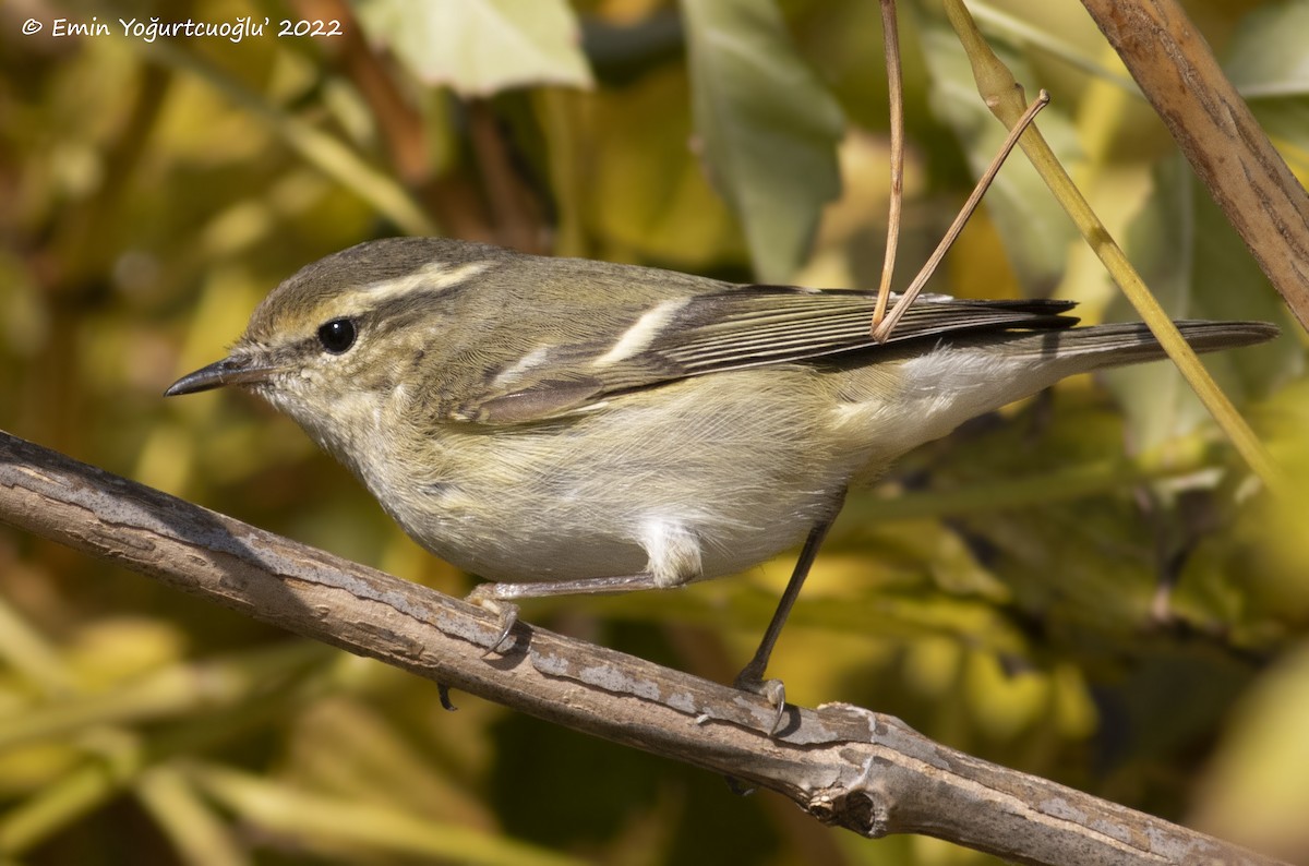 Hume's Warbler - ML510678311