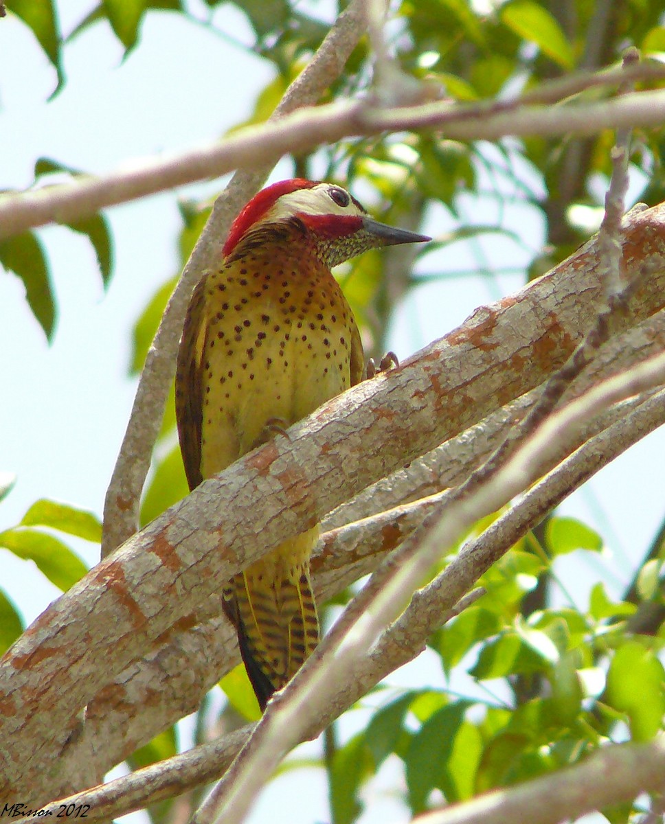 Spot-breasted Woodpecker - ML51067901