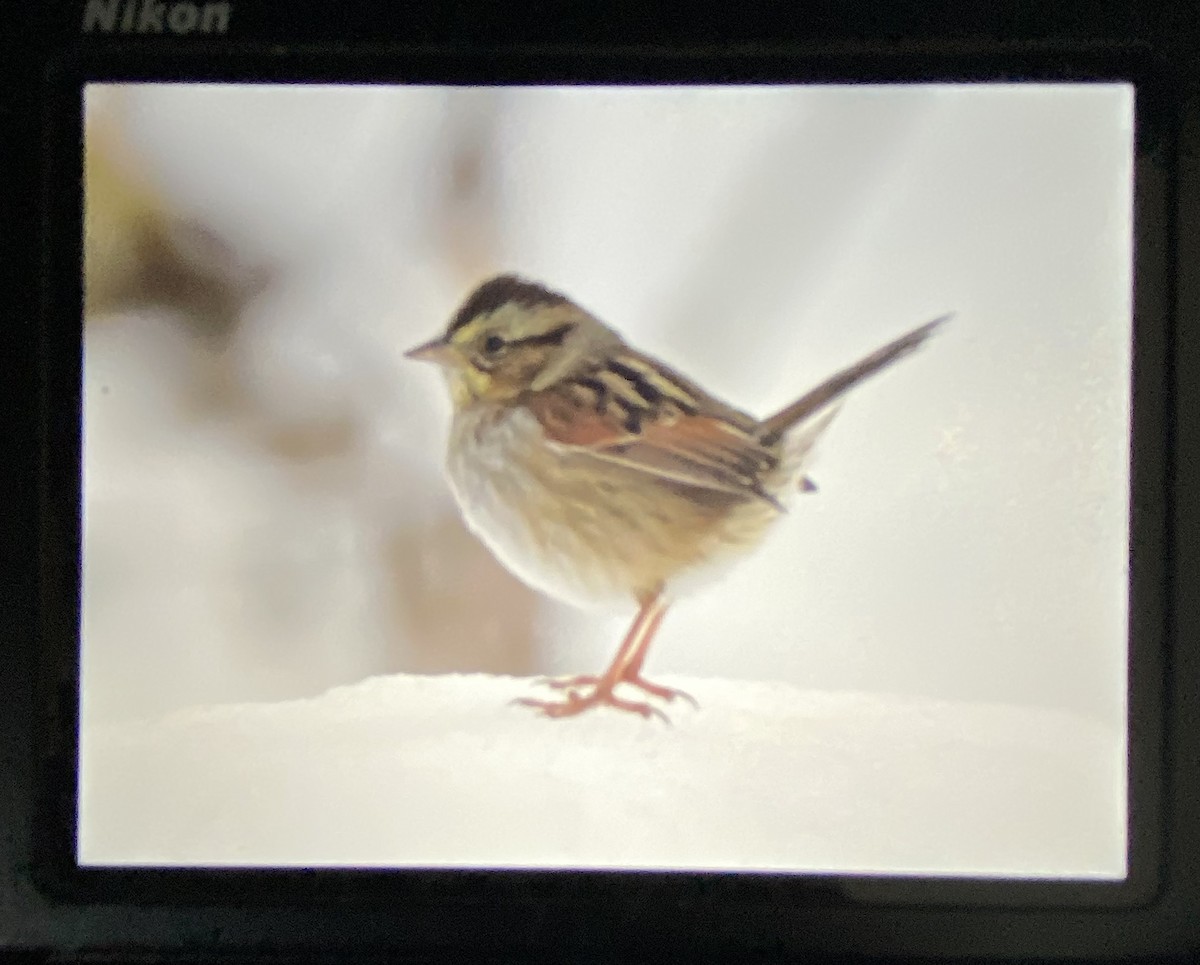 Swamp Sparrow - ML510679281