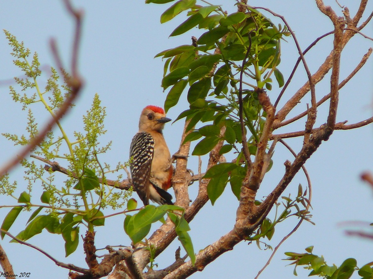 Red-crowned Woodpecker - Micheline Bisson
