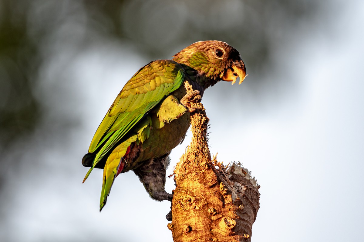Scaly-headed Parrot - ML510680911