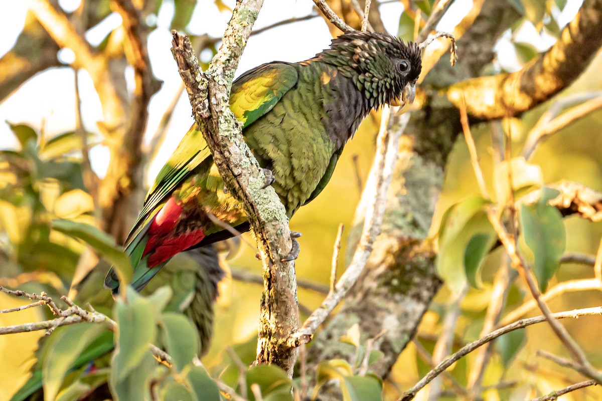 Scaly-headed Parrot - ML510680931