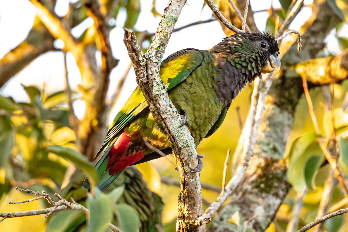 Scaly-headed Parrot - ML510680961
