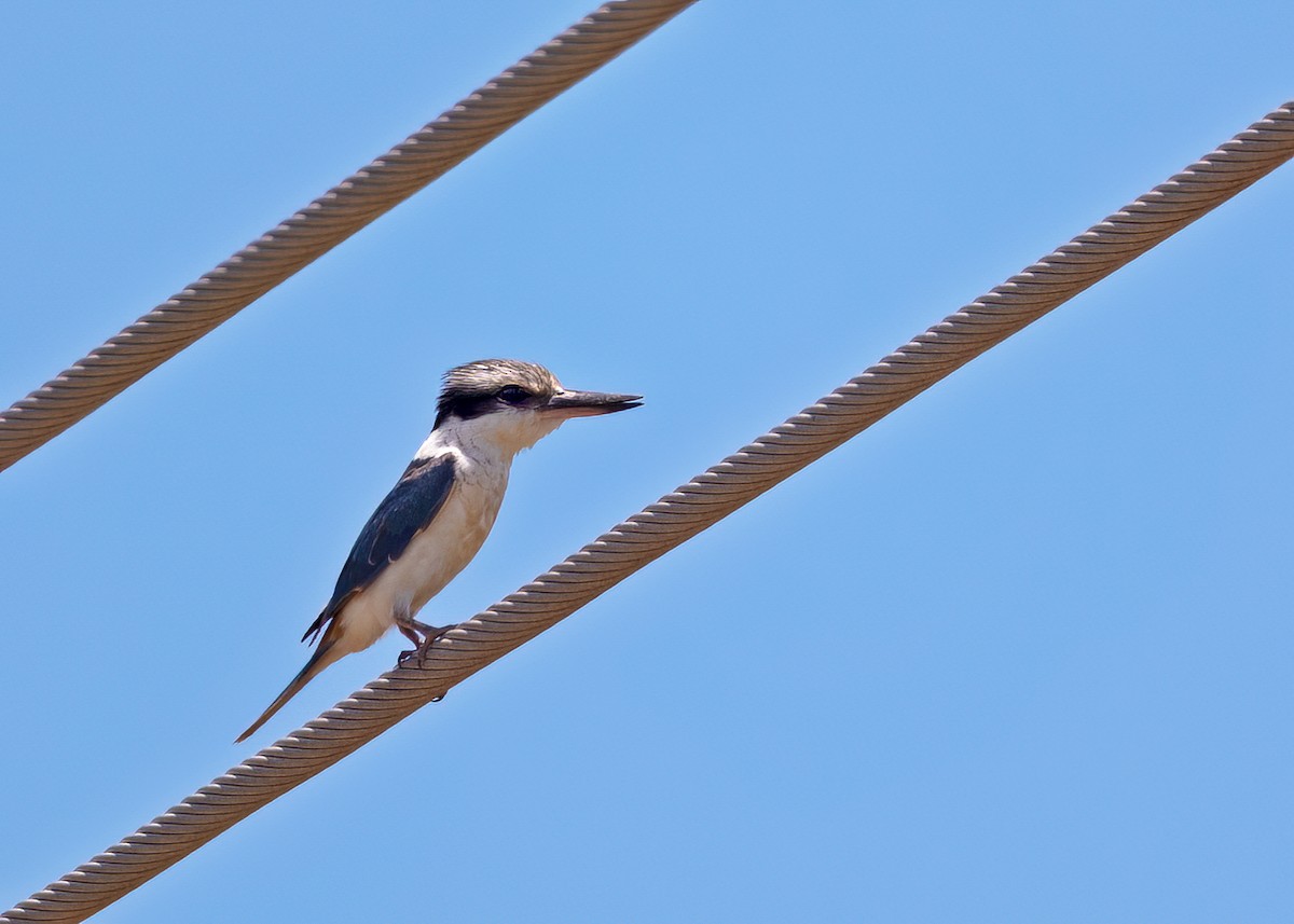 Red-backed Kingfisher - ML510681771