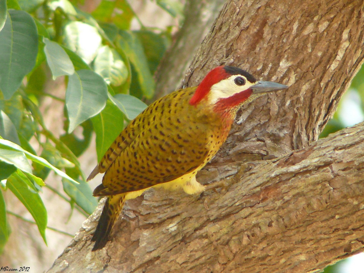 Spot-breasted Woodpecker - Micheline Bisson