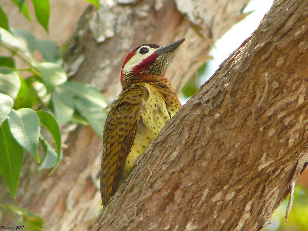 Spot-breasted Woodpecker - ML51068581