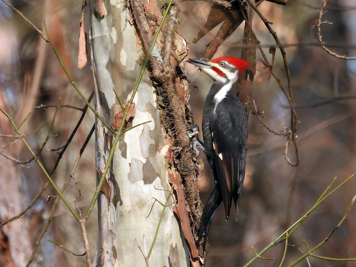 Pileated Woodpecker - ML510688531