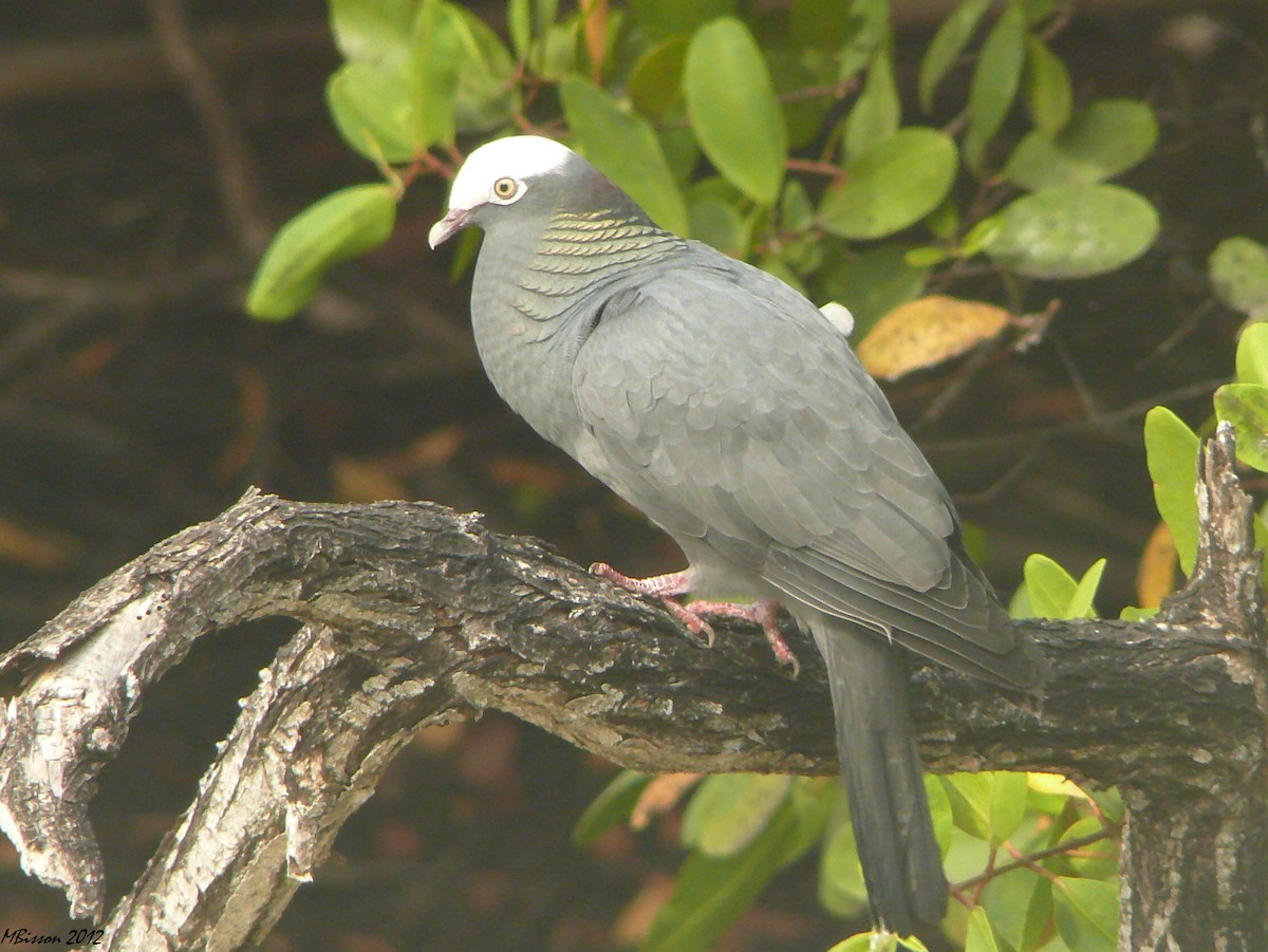 White-crowned Pigeon - ML51068871