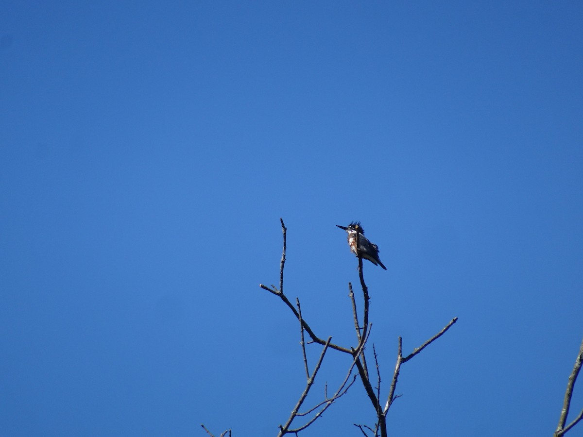 Belted Kingfisher - ML510688901