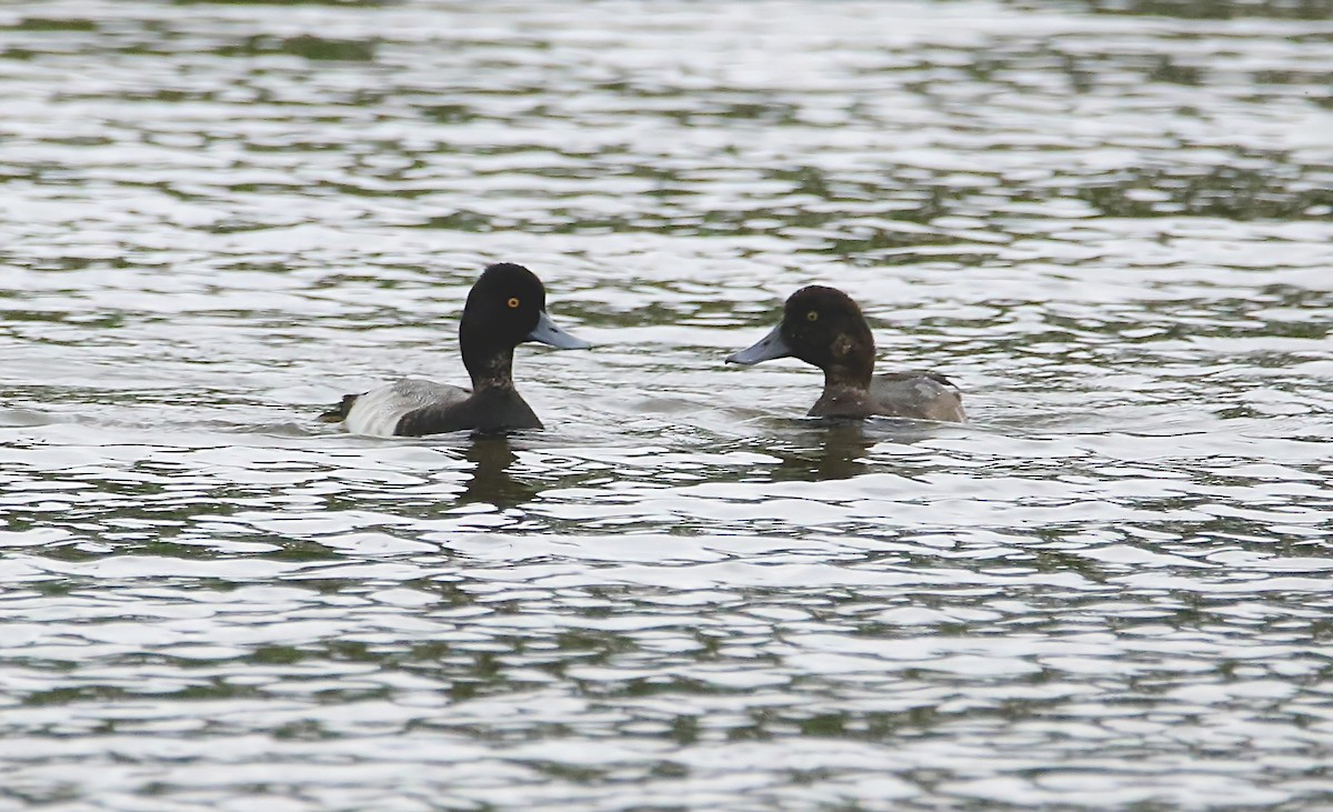 Greater Scaup - ML510690041