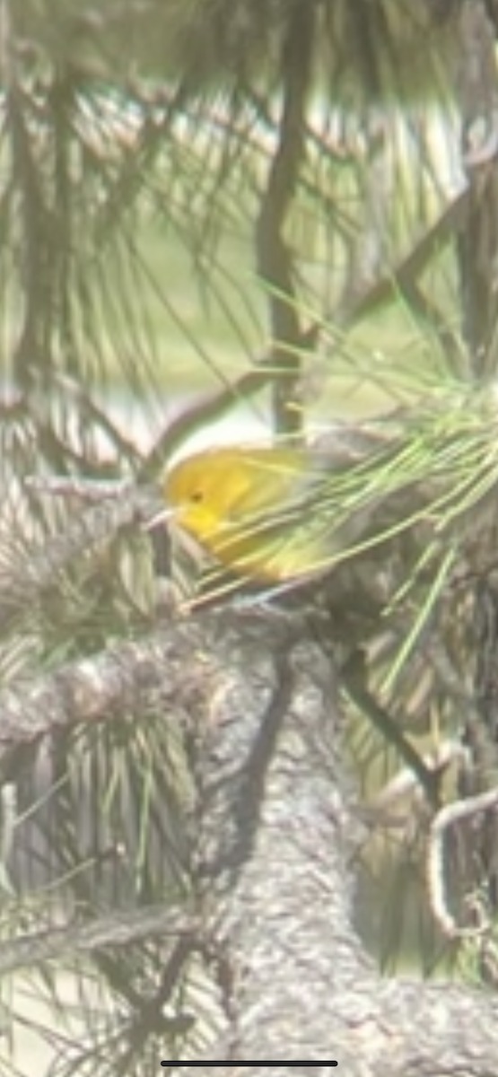 Prothonotary Warbler - ML510705461