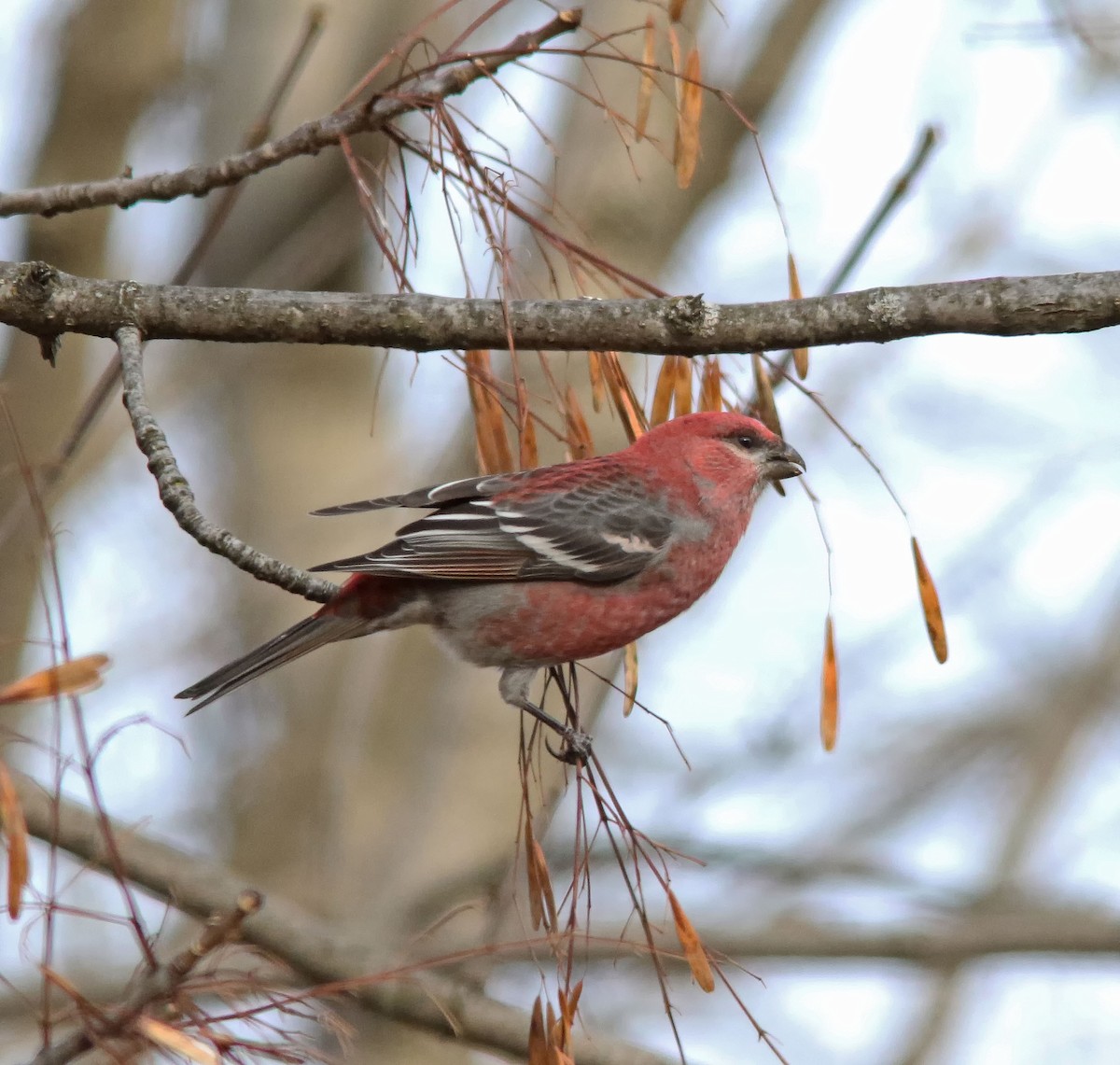 eBird Québec Checklist - 6 Dec 2022 - St-Rosaire, 6e Rang Est - 6 species