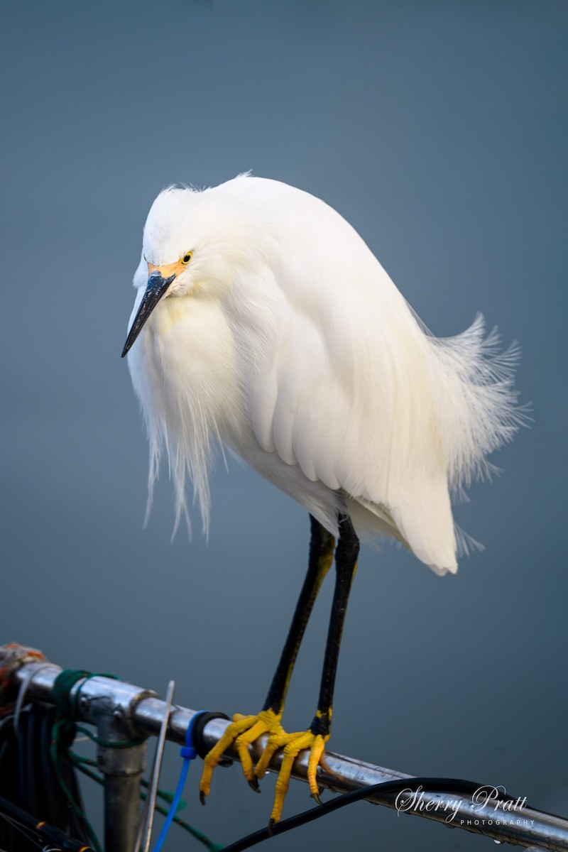 Snowy Egret - Sherry Pratt