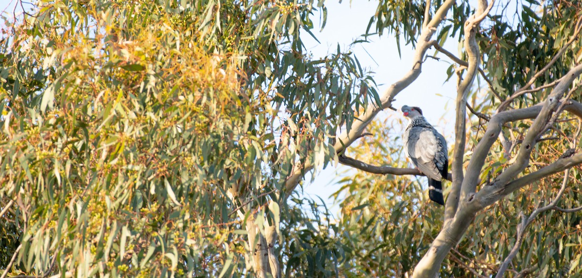 Topknot Pigeon - ML510710201