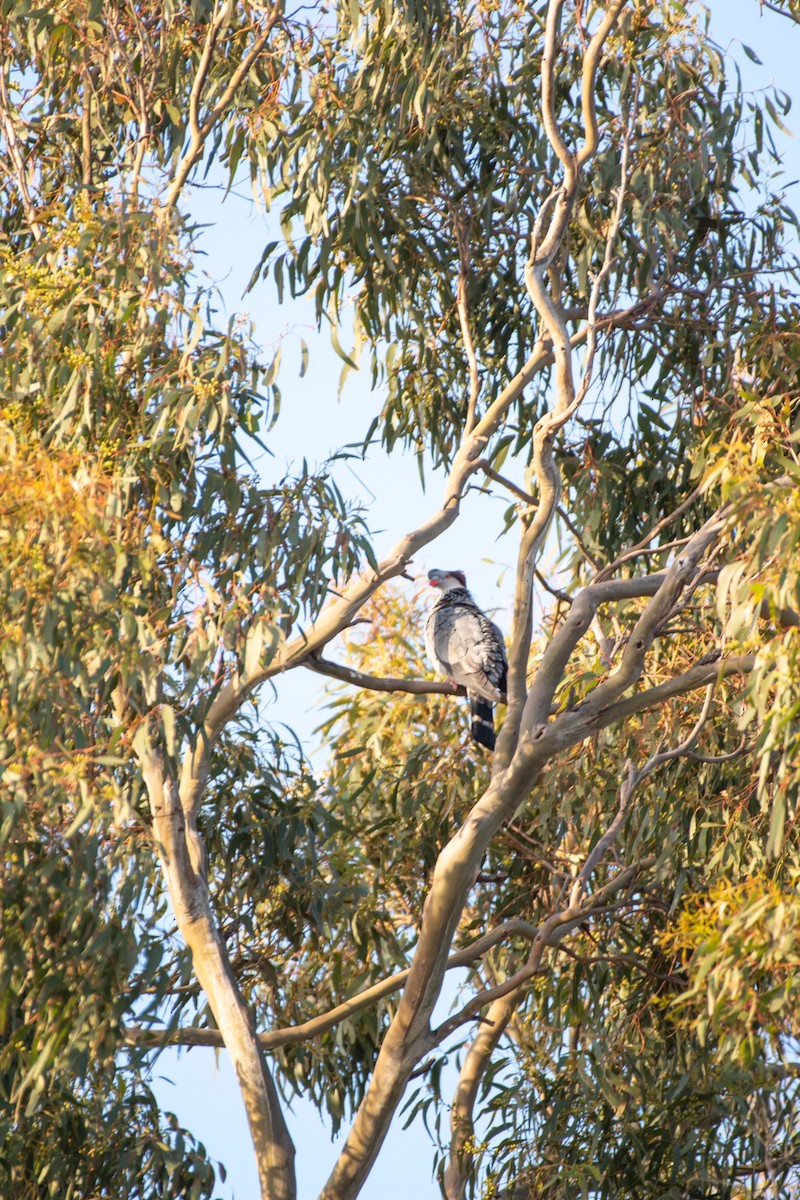 Topknot Pigeon - ML510710211