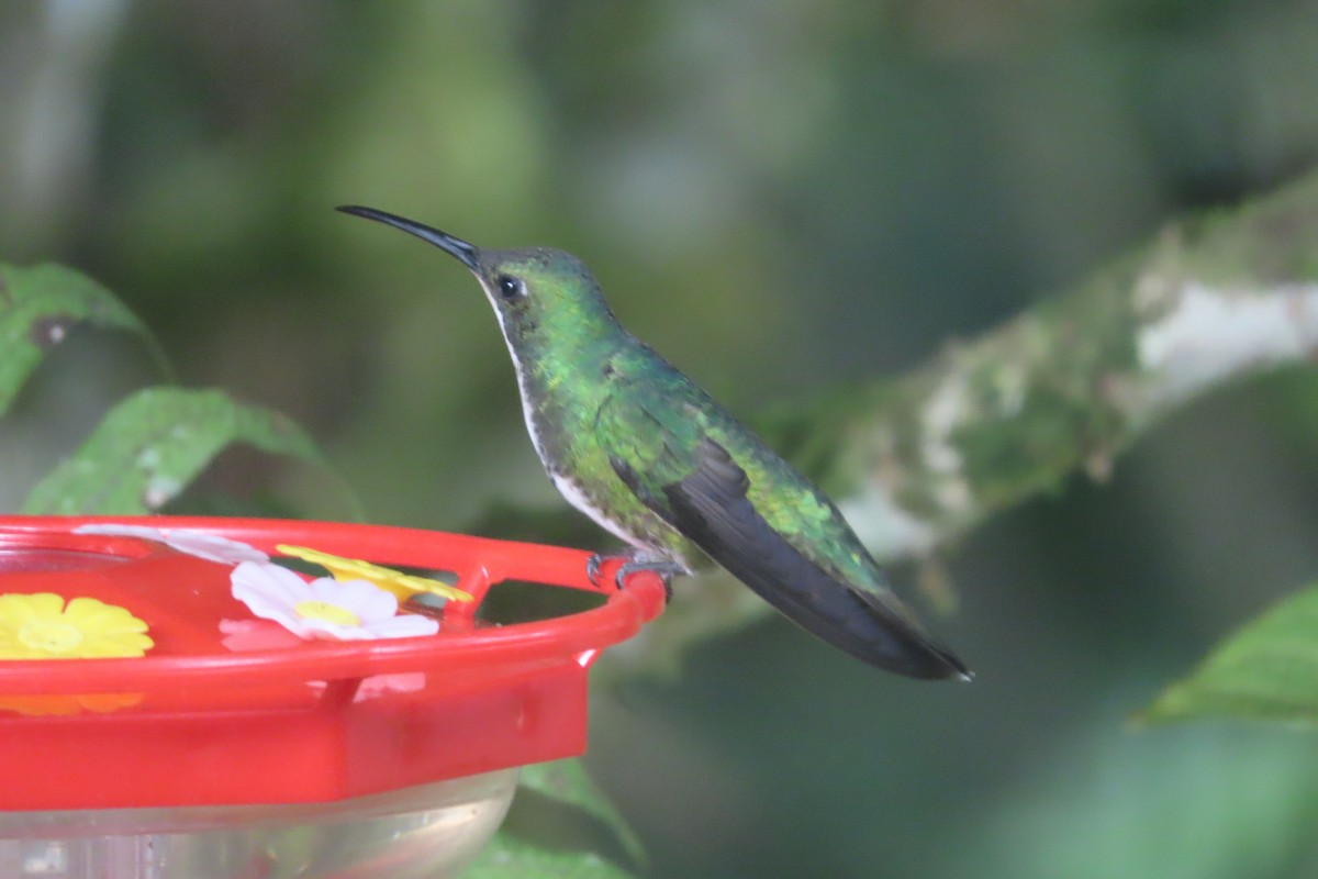 kolibřík tropický - ML510712641