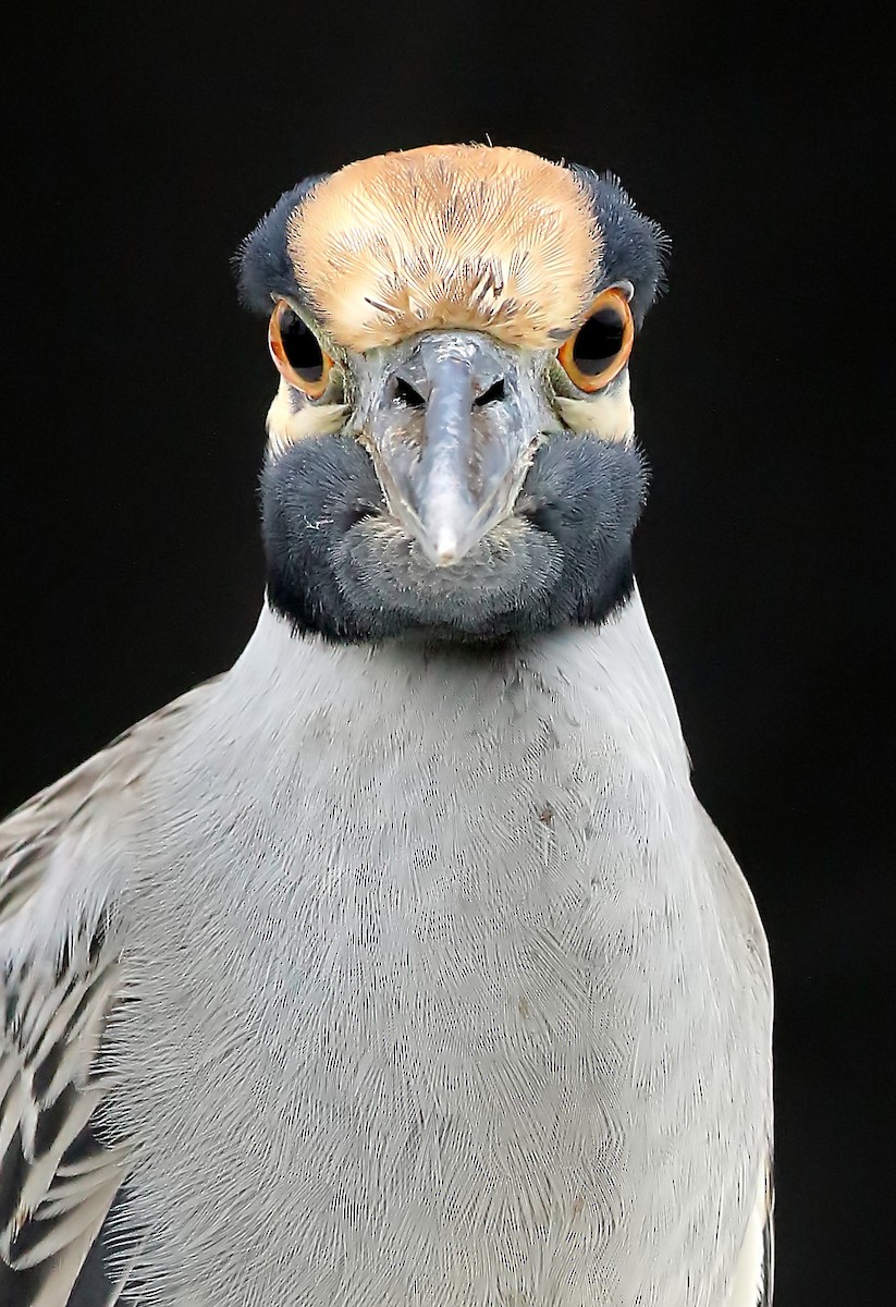 Yellow-crowned Night Heron - Gareth Hughes