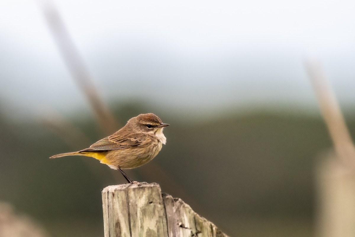 Palm Warbler at Boyd Hill Nature Park & Lake Maggiore by Randy Walker