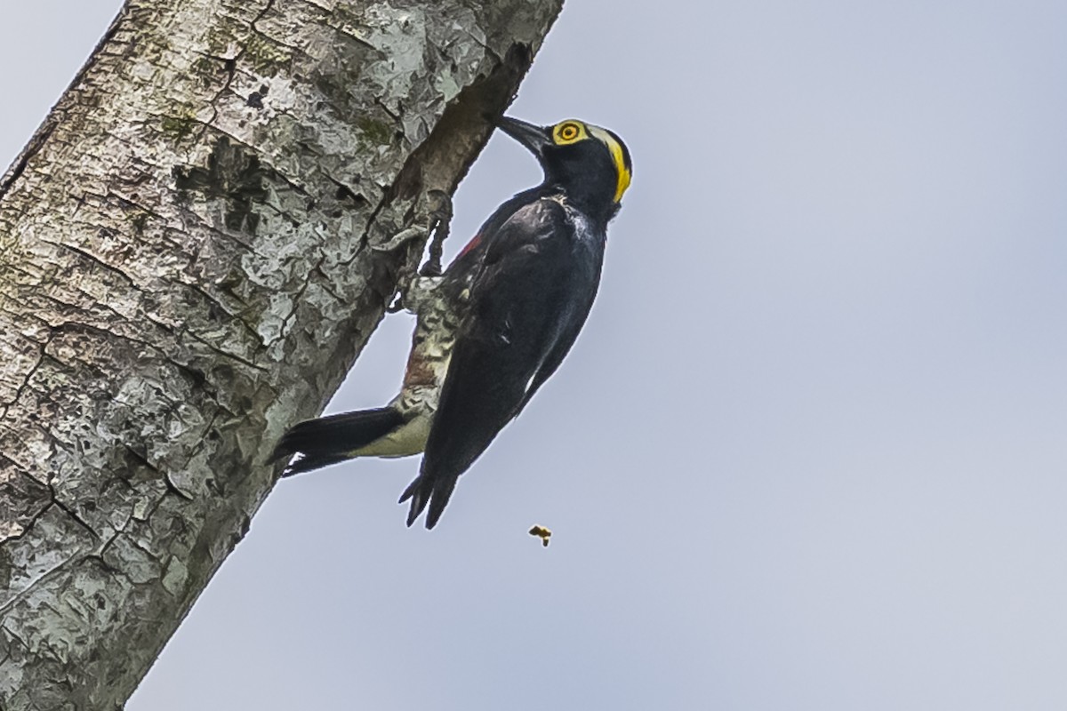 Yellow-tufted Woodpecker - ML510720701
