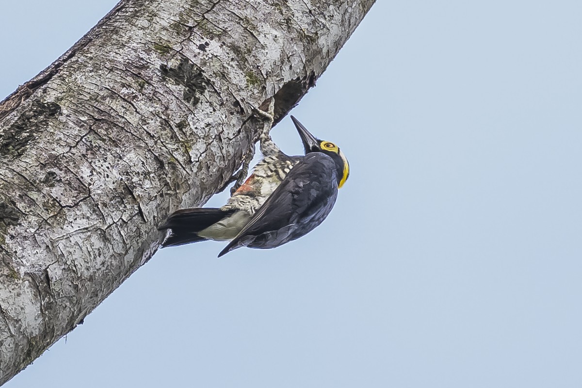 Yellow-tufted Woodpecker - ML510720711