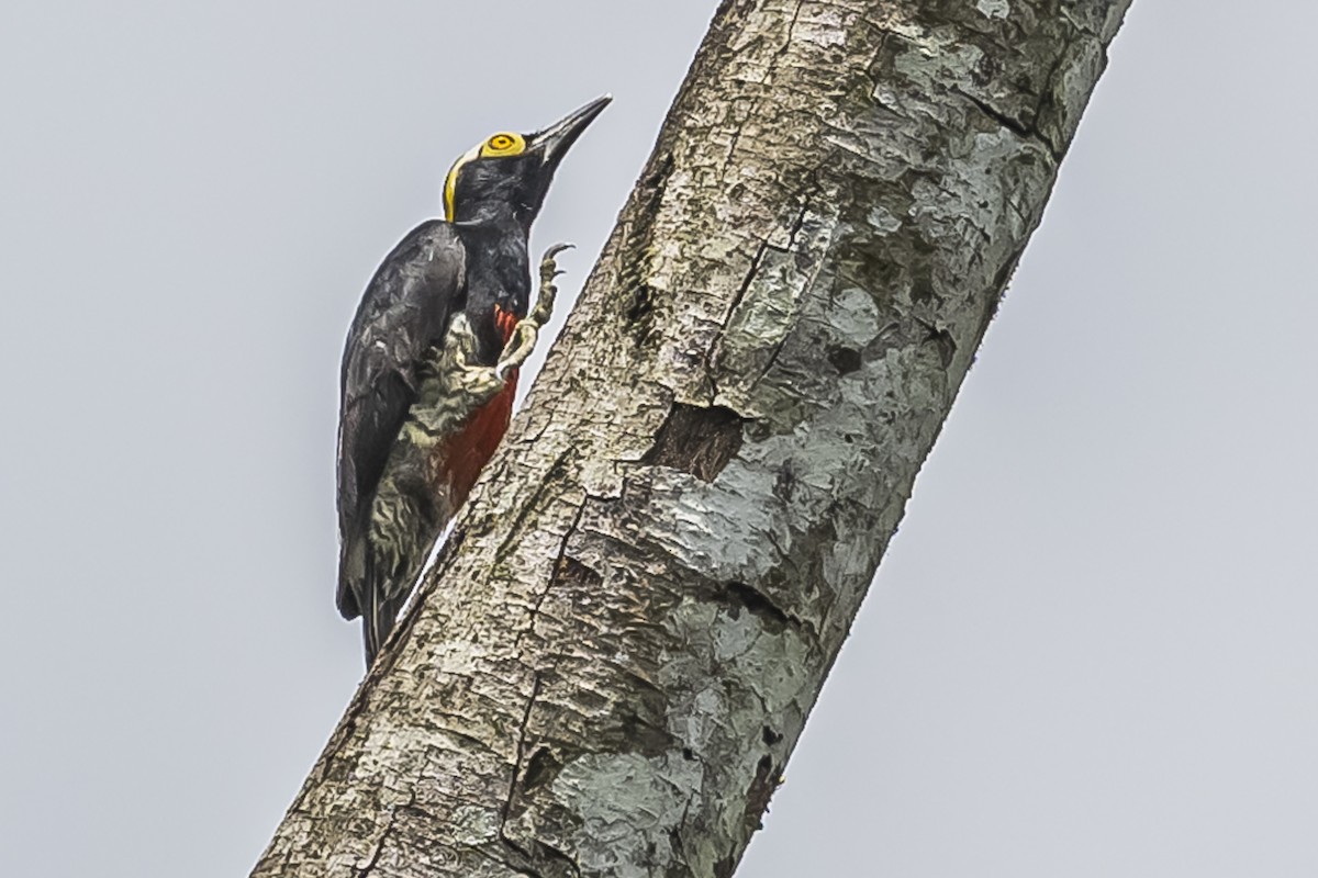 Yellow-tufted Woodpecker - ML510720721