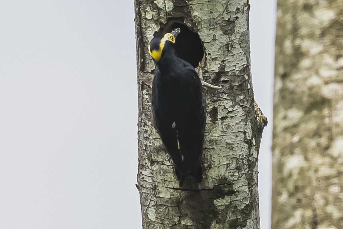 Yellow-tufted Woodpecker - ML510720731