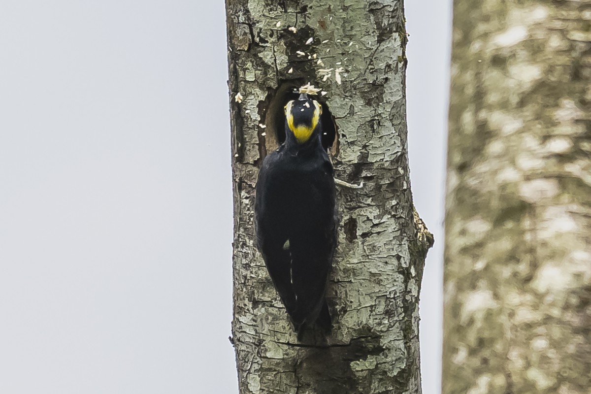 Yellow-tufted Woodpecker - ML510720751