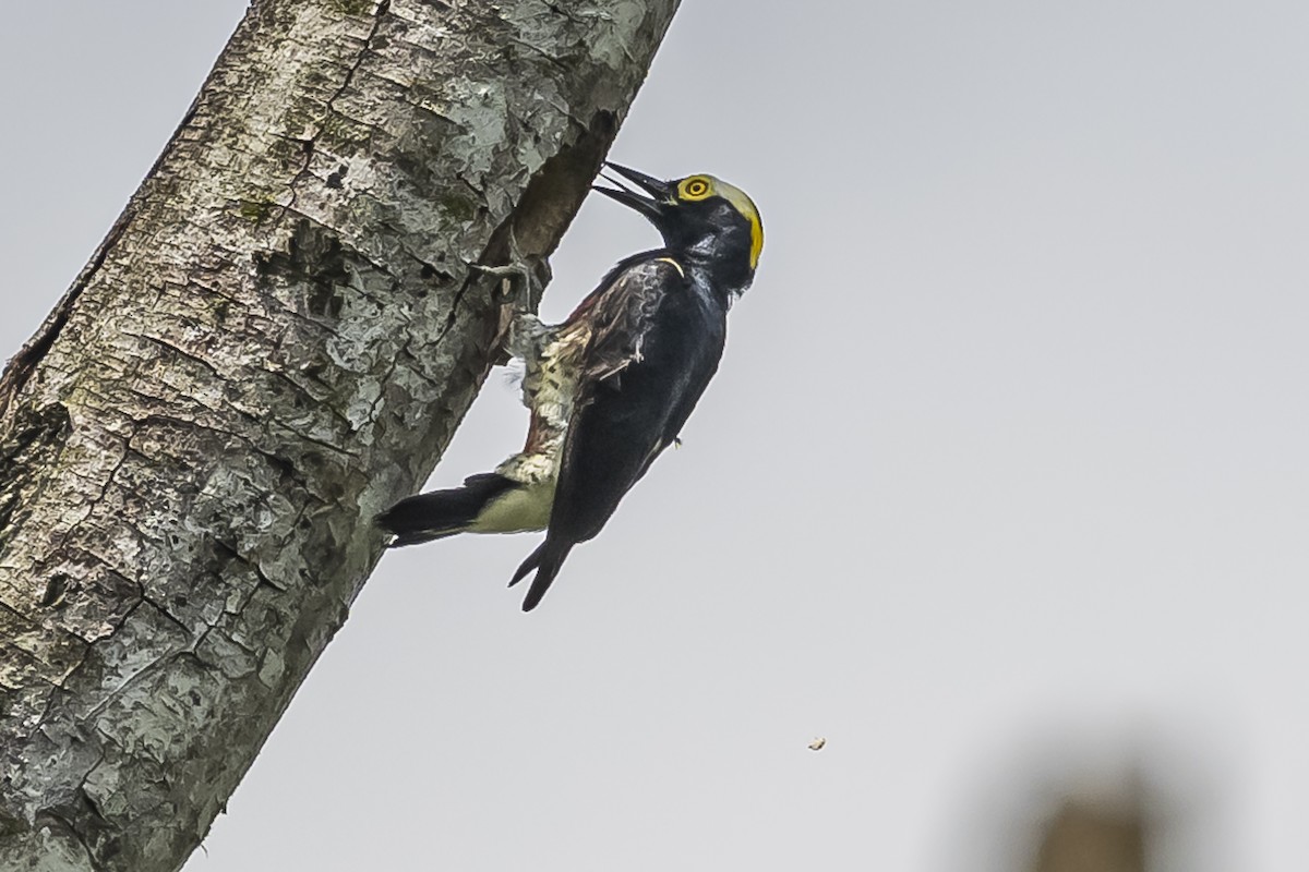 Yellow-tufted Woodpecker - ML510720781