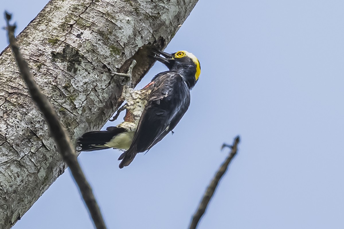Yellow-tufted Woodpecker - ML510720791