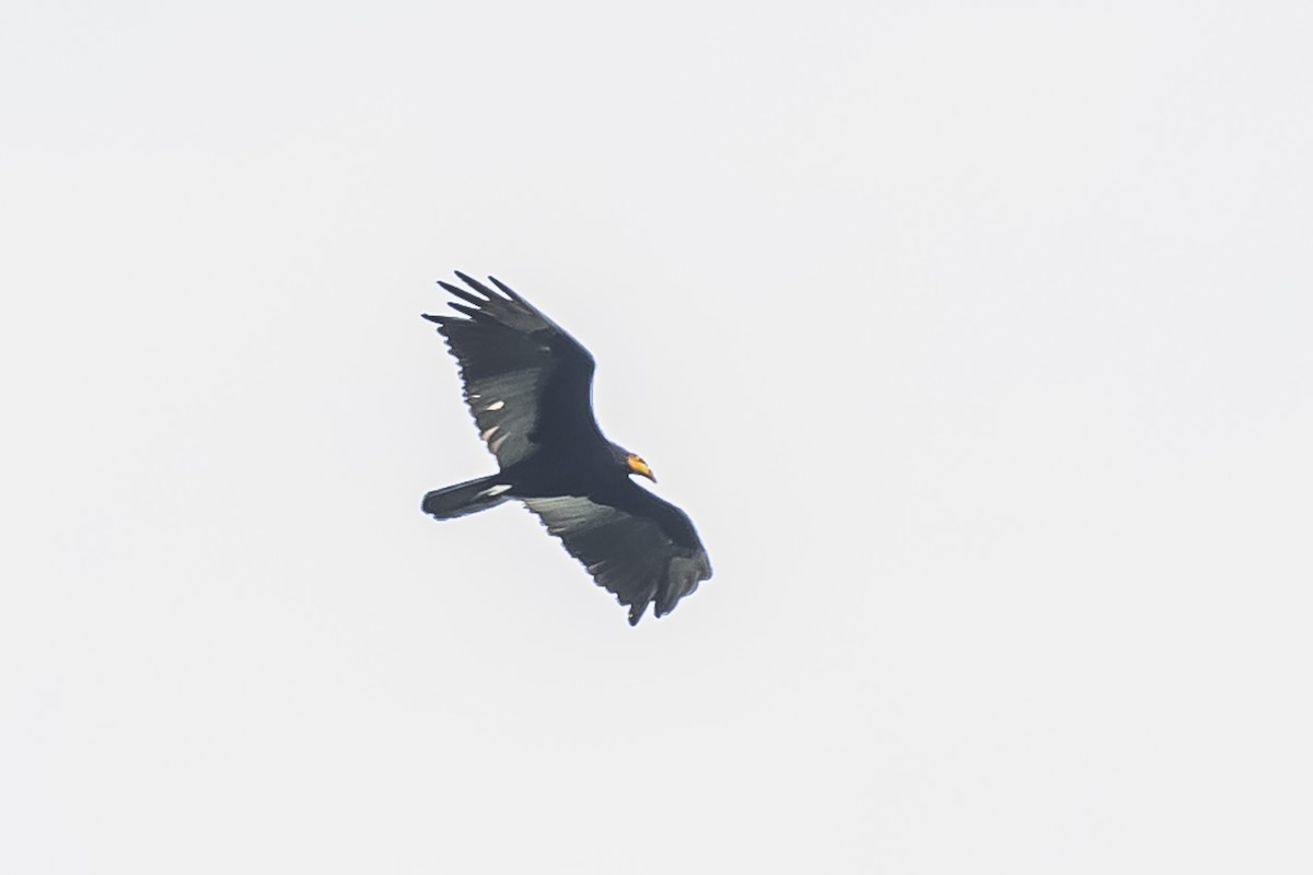 Greater Yellow-headed Vulture - ML510720981