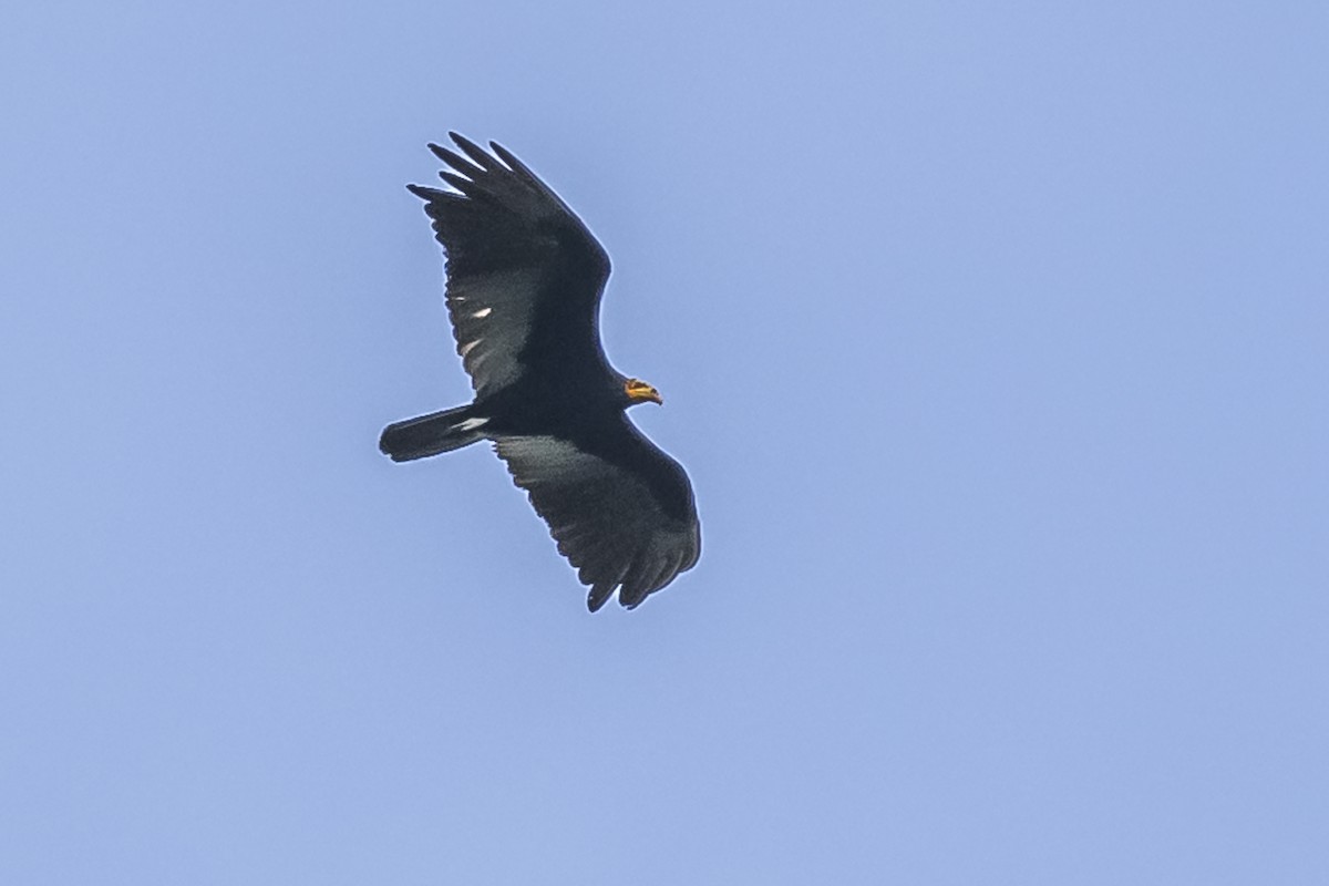 Greater Yellow-headed Vulture - ML510720991