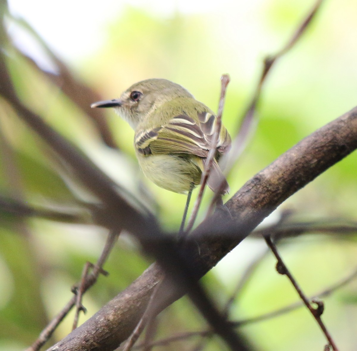 Smoky-fronted Tody-Flycatcher - ML510721621