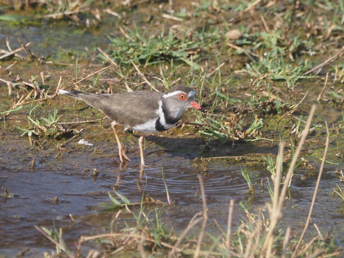Three-banded Plover - ML510723201