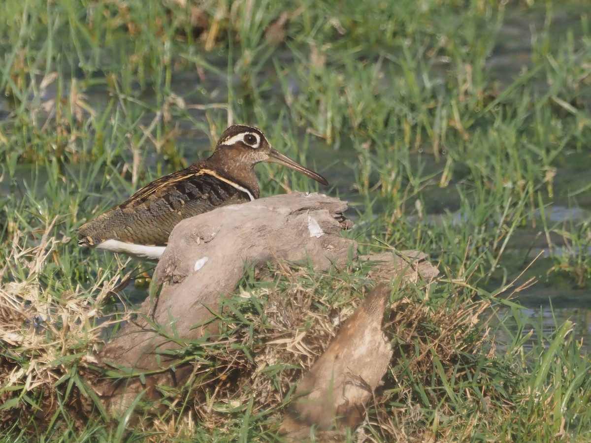 Greater Painted-Snipe - ML510723281
