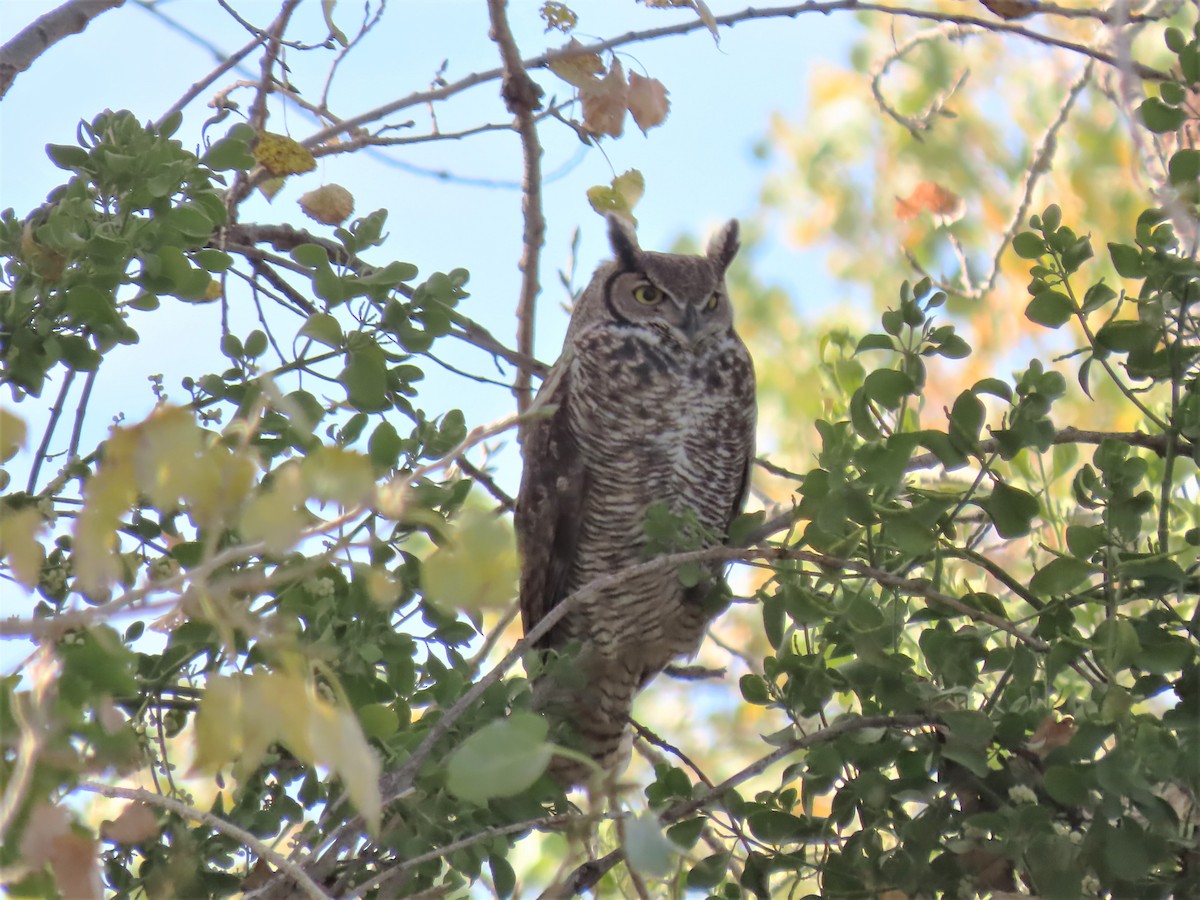Great Horned Owl - ML510724801