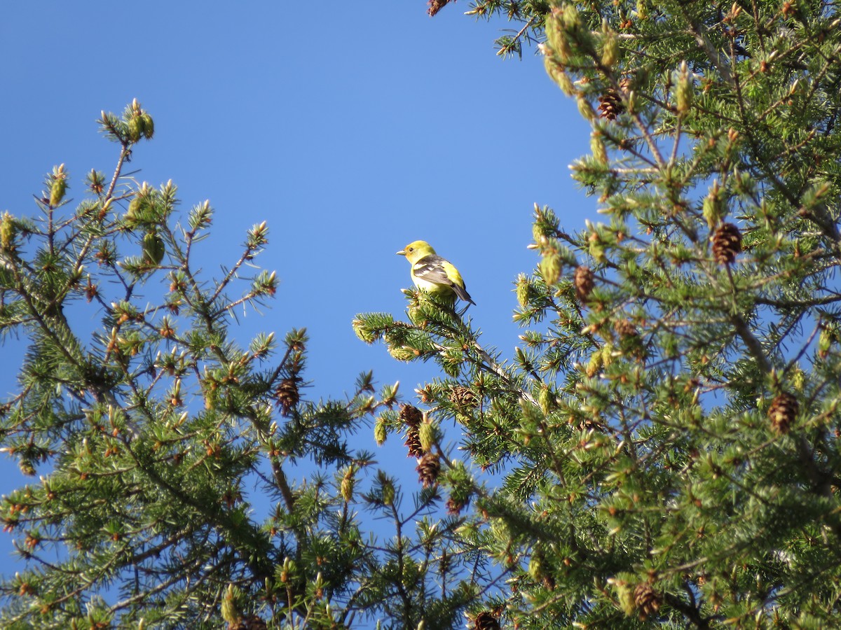 Western Tanager - ML510730611