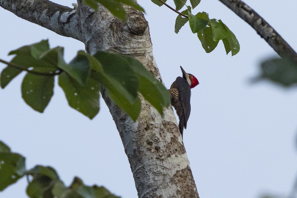 Crimson-crested Woodpecker - ML510731901