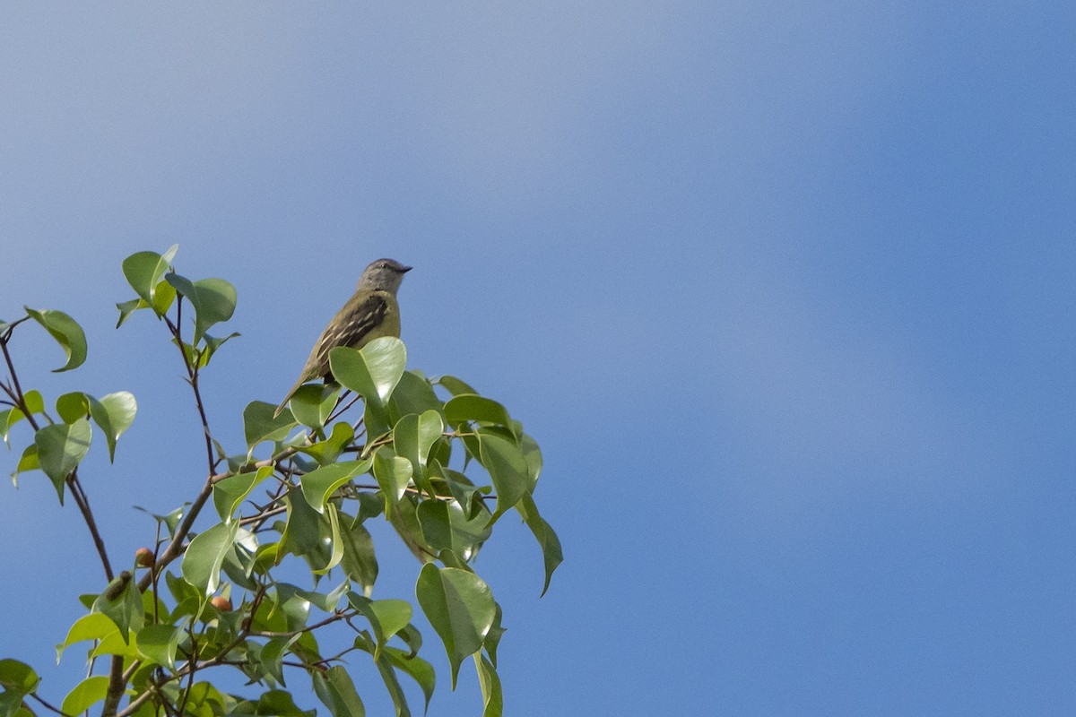 Yellow-crowned Tyrannulet - ML510732631