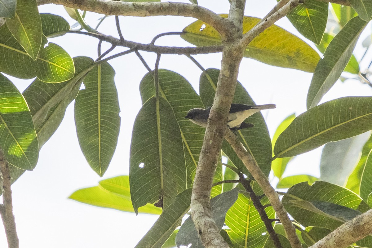 Plain-colored Tanager - ML510732941