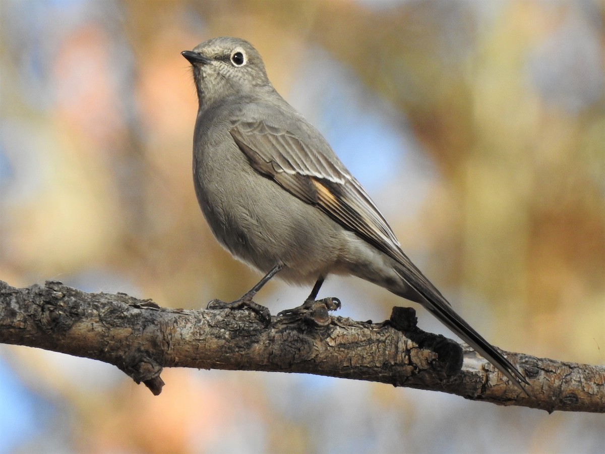 Townsend's Solitaire - T B