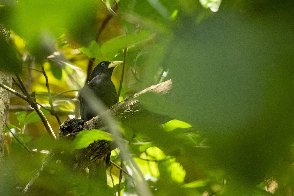 Yellow-rumped Cacique - ML510735681