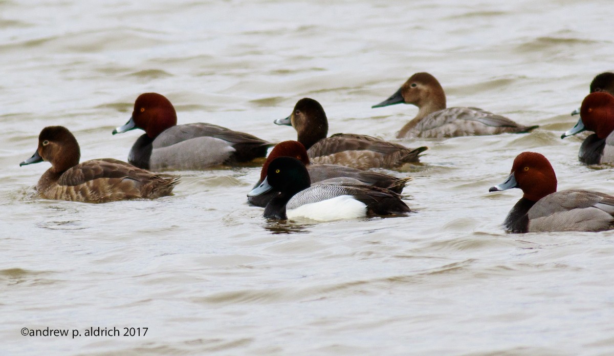 Greater Scaup - ML51073611