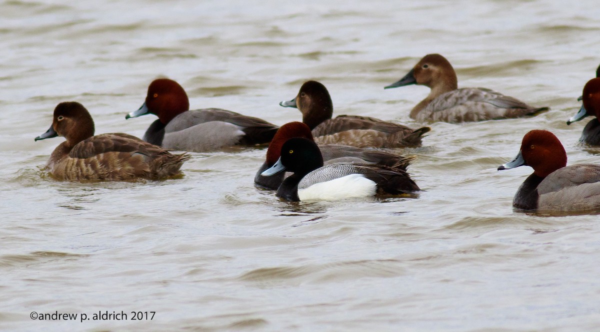 Greater Scaup - ML51073661