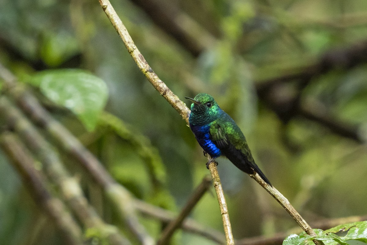 Violet-bellied Hummingbird - ML510737681