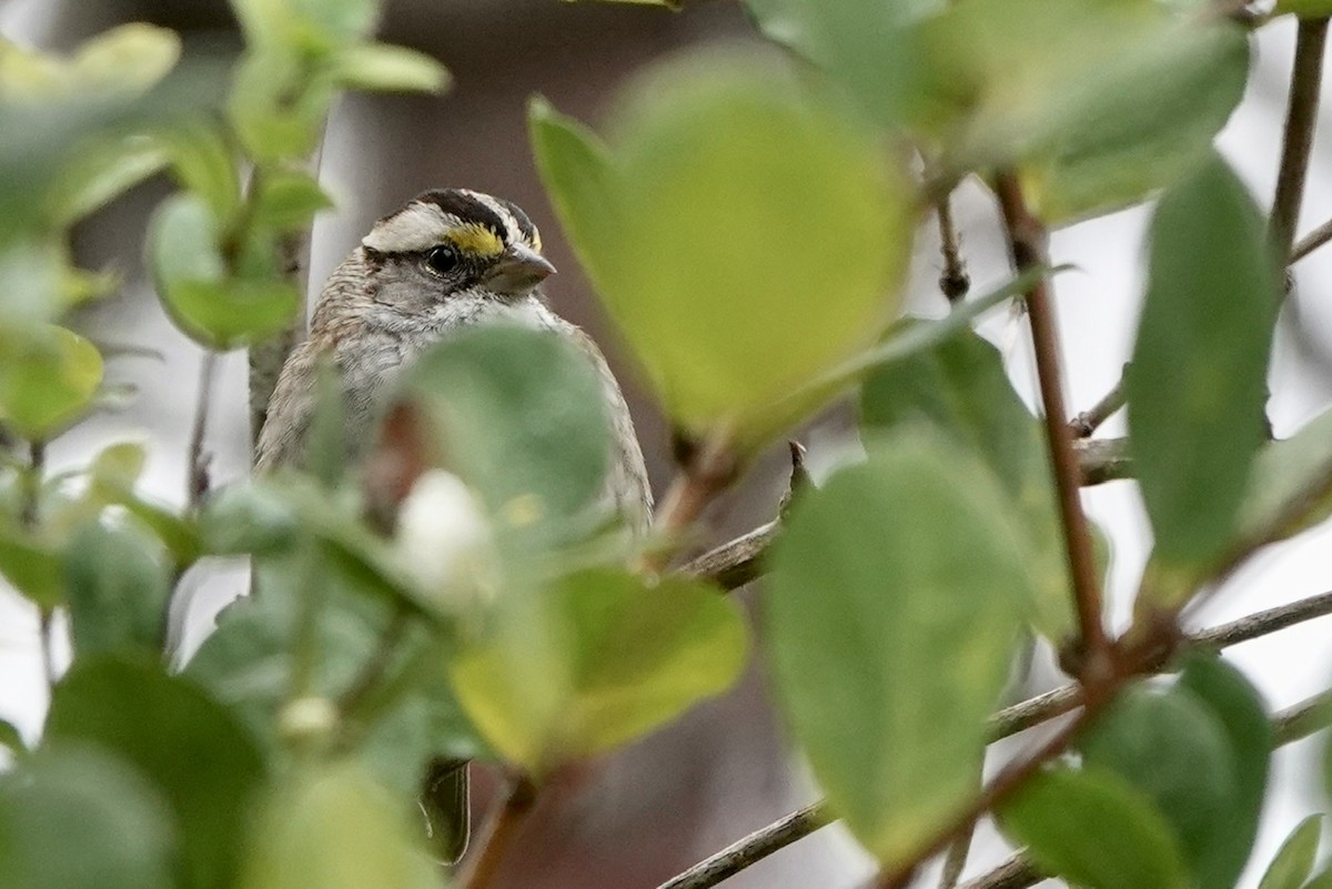 White-throated Sparrow - ML510738031