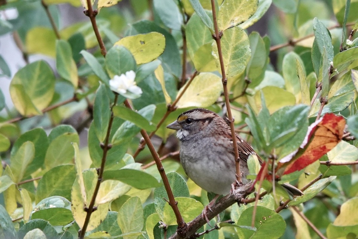 White-throated Sparrow - ML510738051
