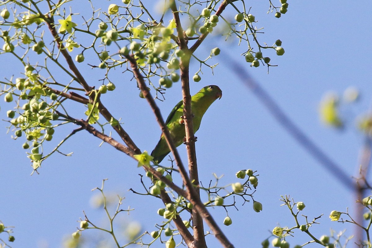 Philippine Hanging-Parrot - Charley Hesse TROPICAL BIRDING