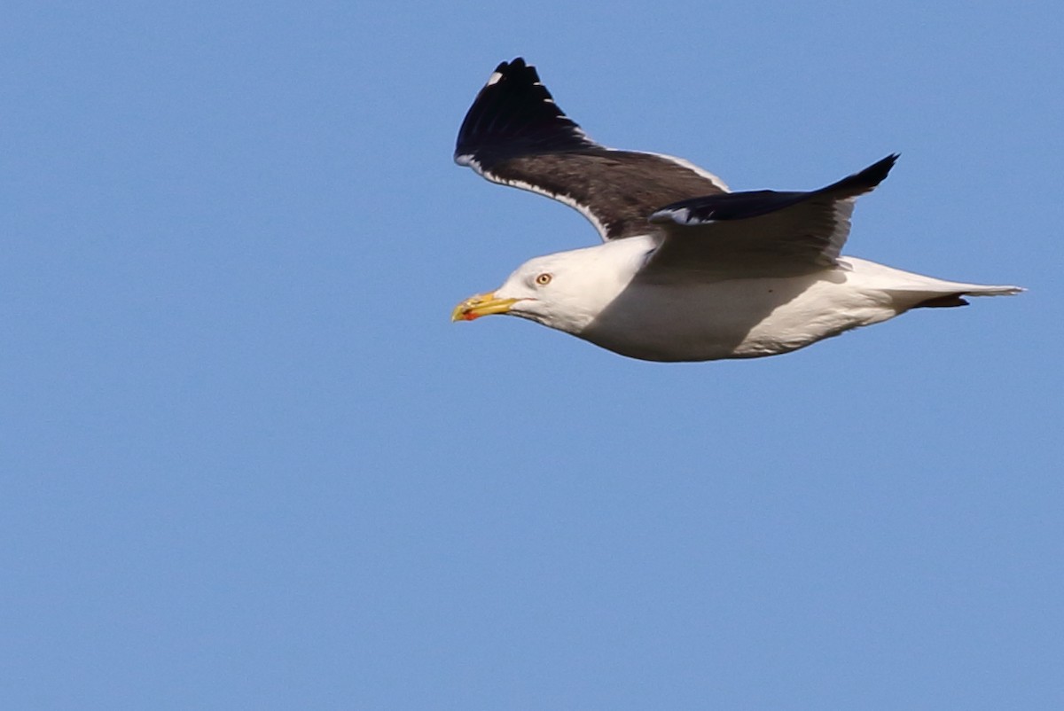 Lesser Black-backed Gull (fuscus) - Sérgio Correia