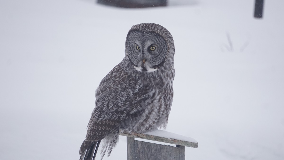 Great Gray Owl - Aaron Rusak